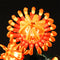 Light Kit For Chrysanthemum 10368-Lightailing