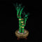 Light Kit For Lucky Bamboo 10344-Briksmax