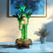 Light Kit For Lucky Bamboo 10344-Lightailing【Only 1 left in stock】